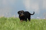 BEAUCERON - PUPPIES 182